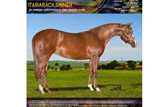 ITAMARACA SHINEY